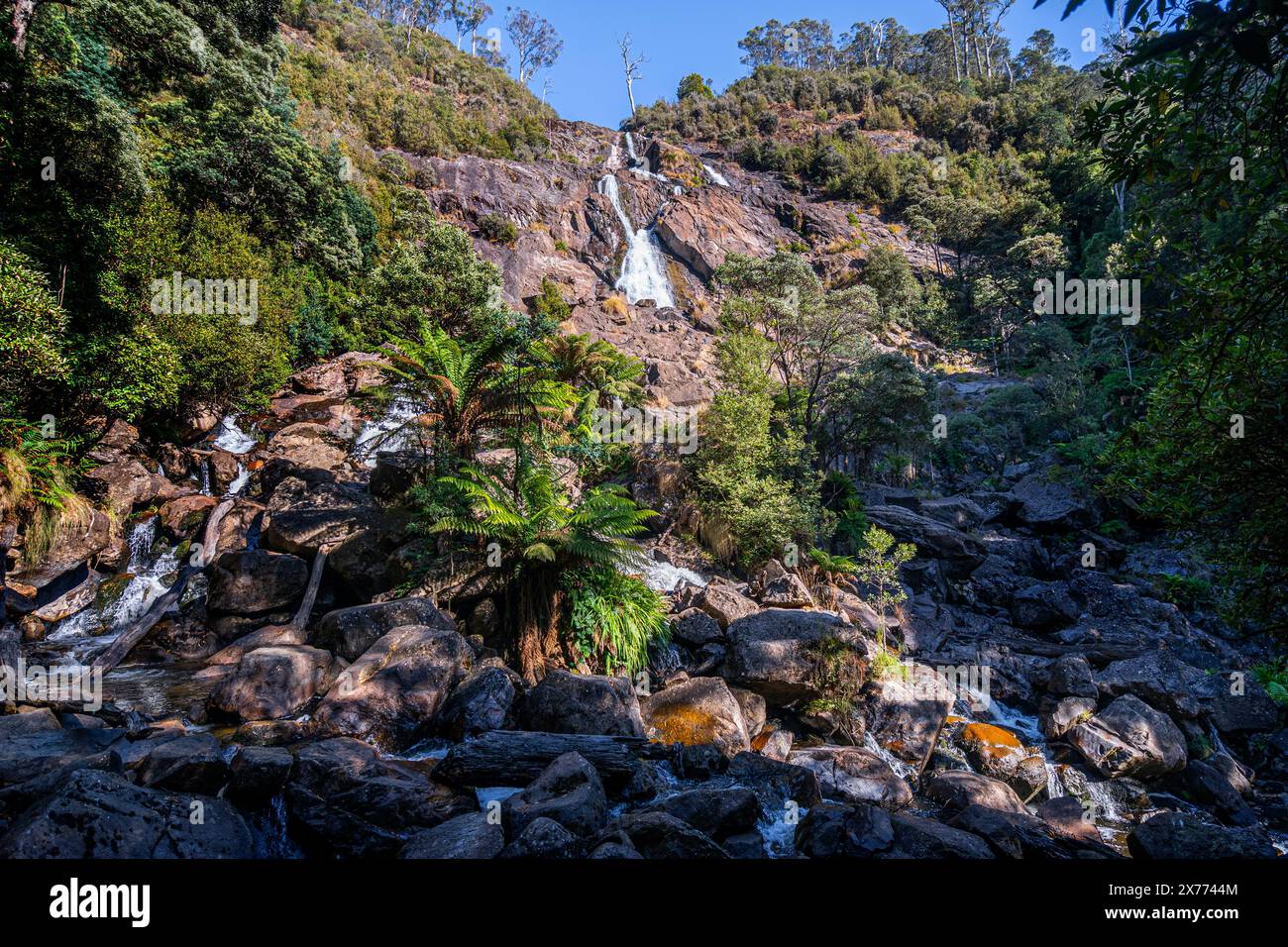 St Columba Falls, Pyengana, Tasmanie Banque D'Images