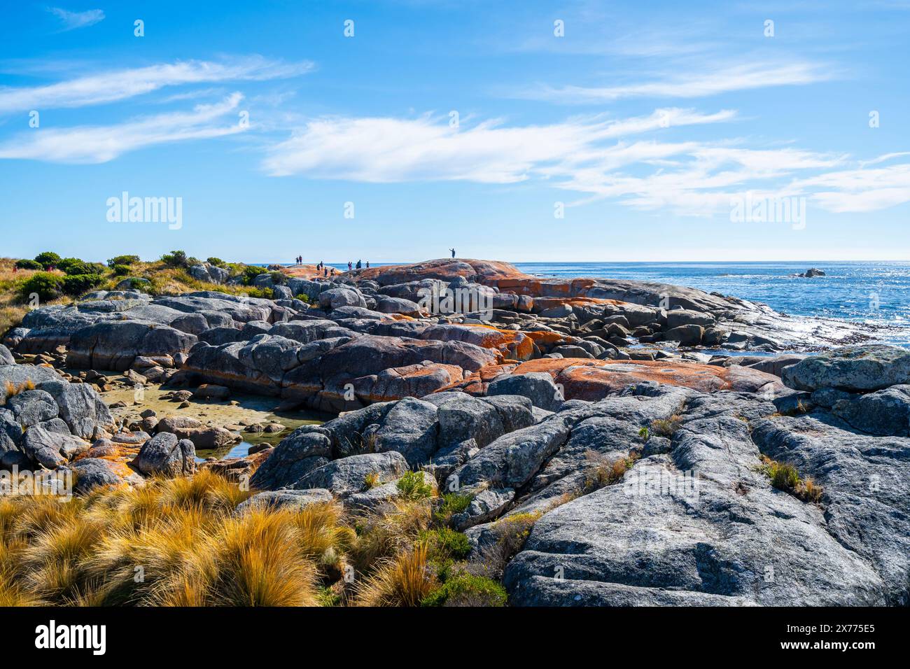 Lichens orange recouvrant les roches granitiques, les jardins, la baie de feux, Tasmanie Banque D'Images