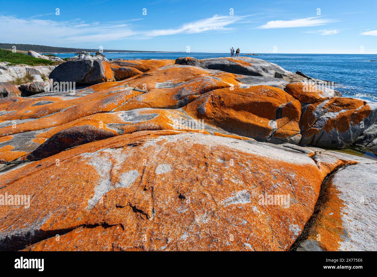 Lichens orange recouvrant les roches granitiques, les jardins, la baie de feux, Tasmanie Banque D'Images