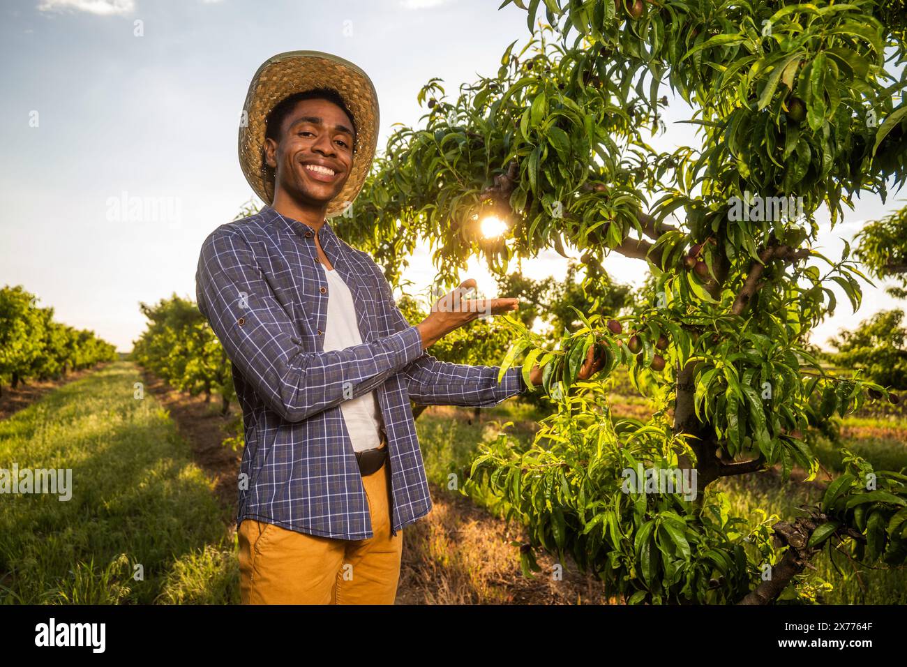 Portrait d'agriculteur afro-américain dans son verger. Il cultive des prunes. Banque D'Images