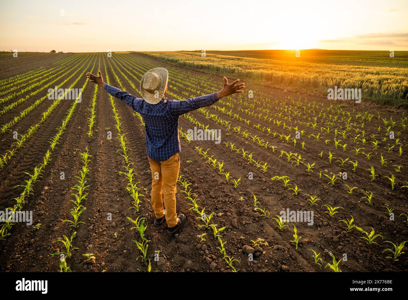 Agriculteur africain se tient debout dans son champ de maïs en pleine croissance. Il est satisfait du progrès des plantes. Banque D'Images