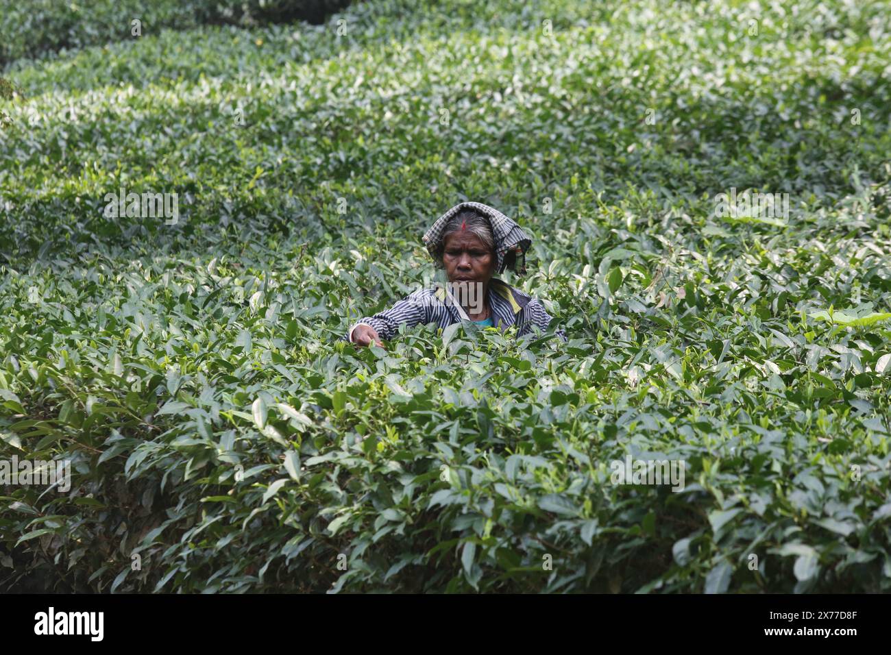 Moulvibazar. 18 mai 2024. Une femme cueille des feuilles de thé dans un jardin à Moulvibazar, Bangladesh, le 15 mai 2024. Crédit : Xinhua/Alamy Live News Banque D'Images