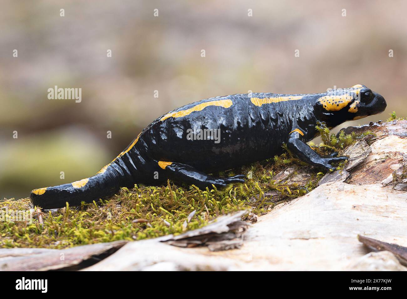 Salamandre de feu pleine longueur dans son habitat naturel (Salamandra salamandra) Banque D'Images