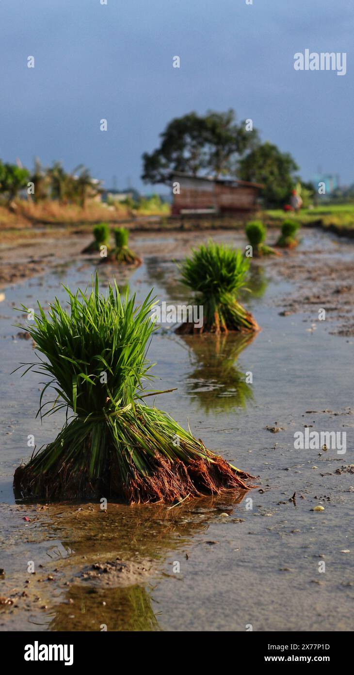 plusieurs grappes de graines de riz prêtes à être plantées dans les rizières des zones humides Banque D'Images