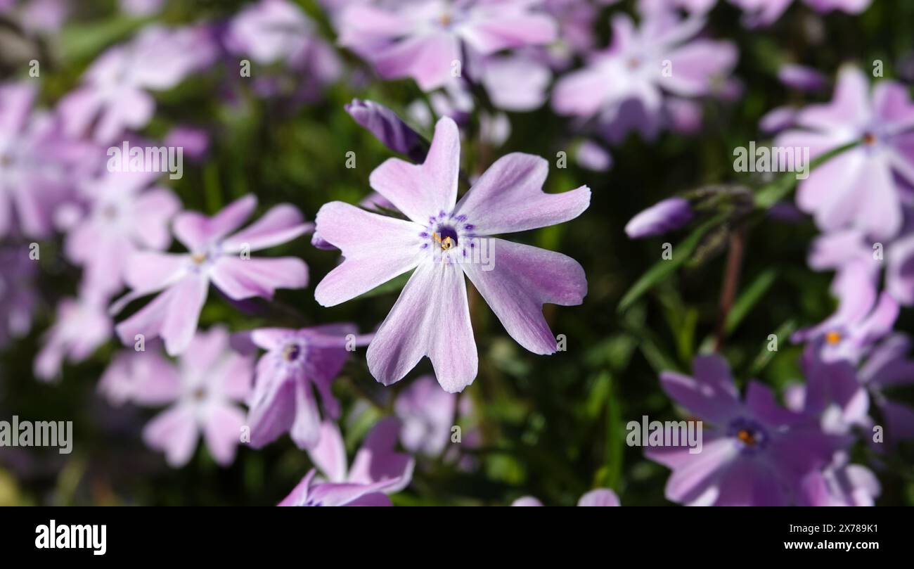 Fleurs Phlox en forme d'awl pendant la période de floraison, fleurs délicates et belles Banque D'Images