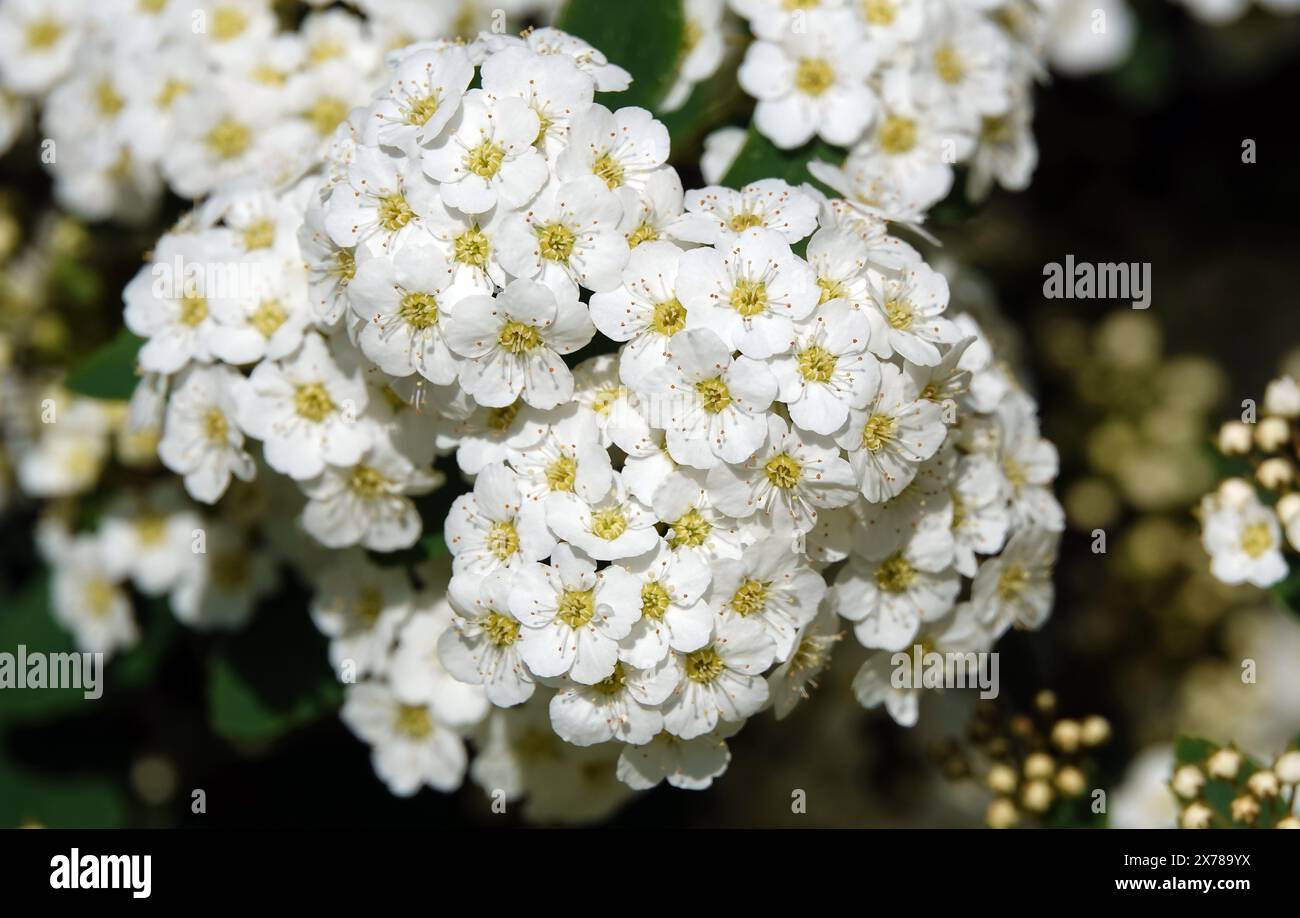 Spiraea Wangutta fleurs d'été floraison grappes de brousse de petites fleurs au printemps Banque D'Images