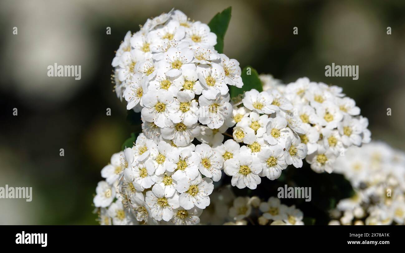 Spiraea Wangutta fleurs d'été floraison grappes de brousse de petites fleurs au printemps Banque D'Images