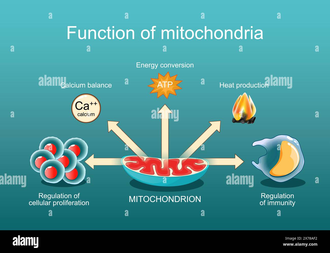 La fonction des mitochondries. Régulation de l'immunité et de la prolifération cellulaire, bilan calcique, production de chaleur, conversion d'énergie. medici mitochondrial Illustration de Vecteur