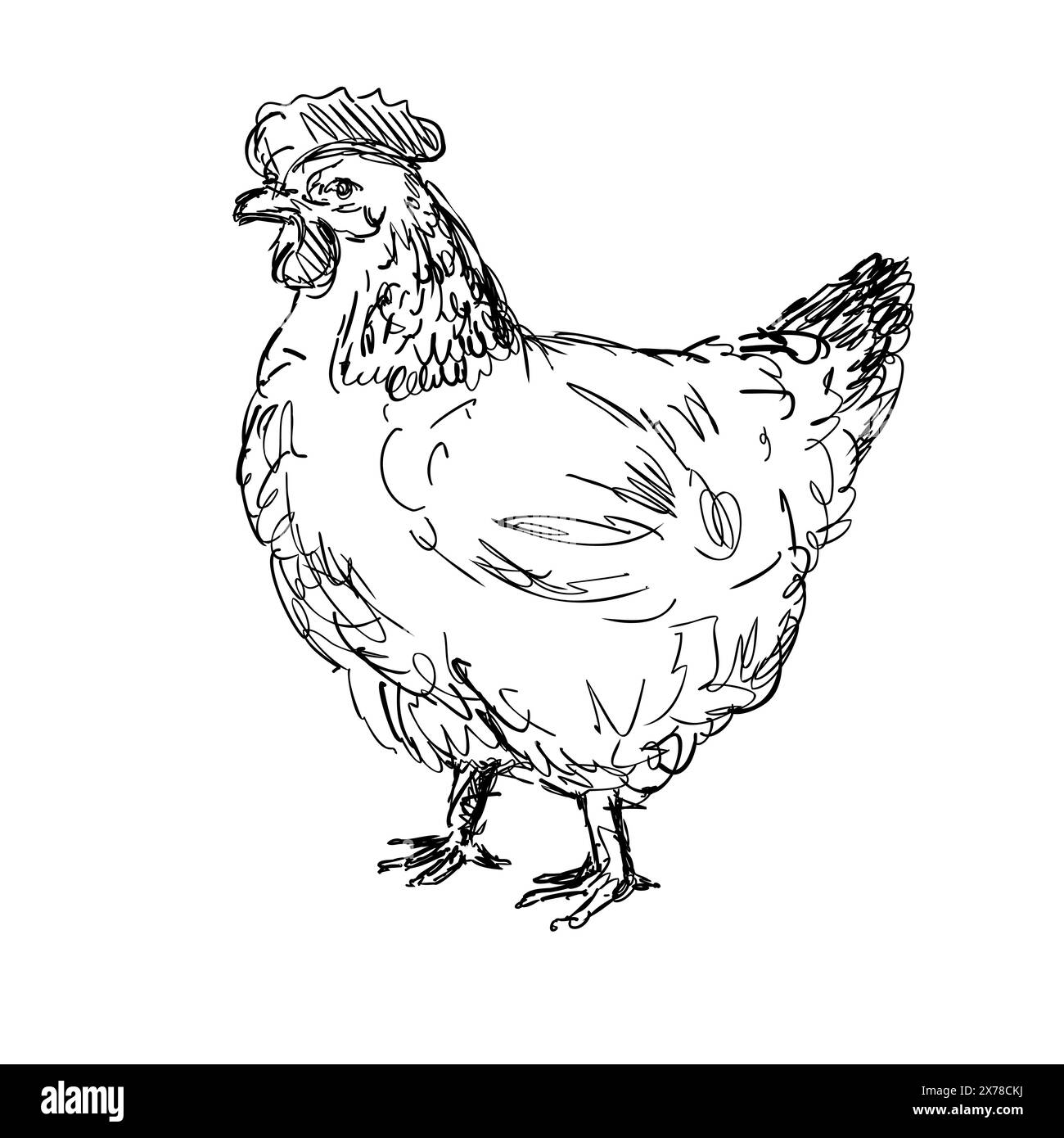 Dessin illustration de style croquis d'un Old Sussex, Kent Fowl, poulet Sussex ou poule vue de côté sur fond blanc isolé fait en noir et W. Illustration de Vecteur