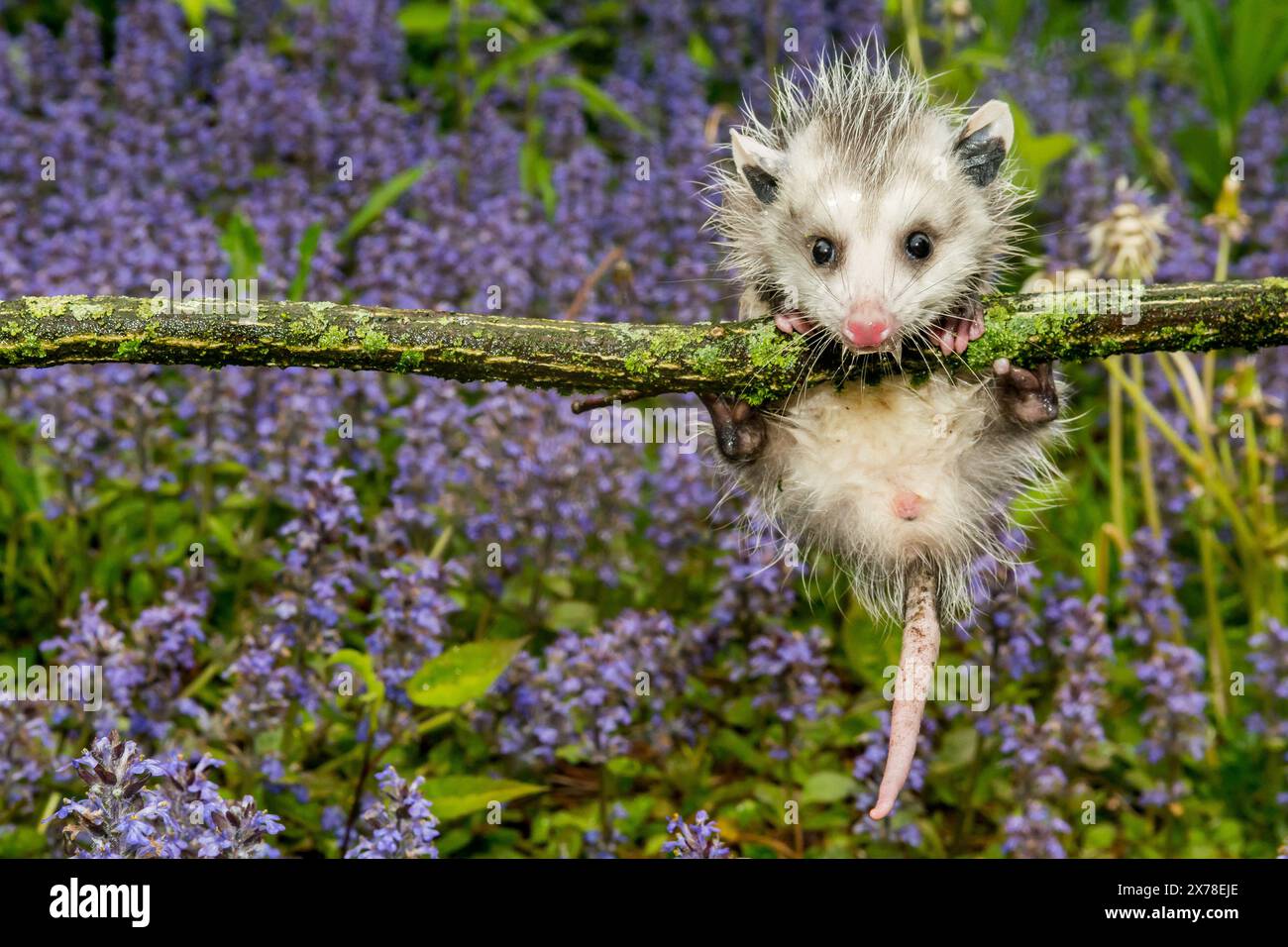 Virginia opossum - Didelphis virginiana Banque D'Images