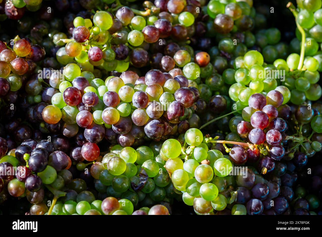 Une photographie plein cadre d'une abondance de raisins fraîchement cueillis au soleil Banque D'Images