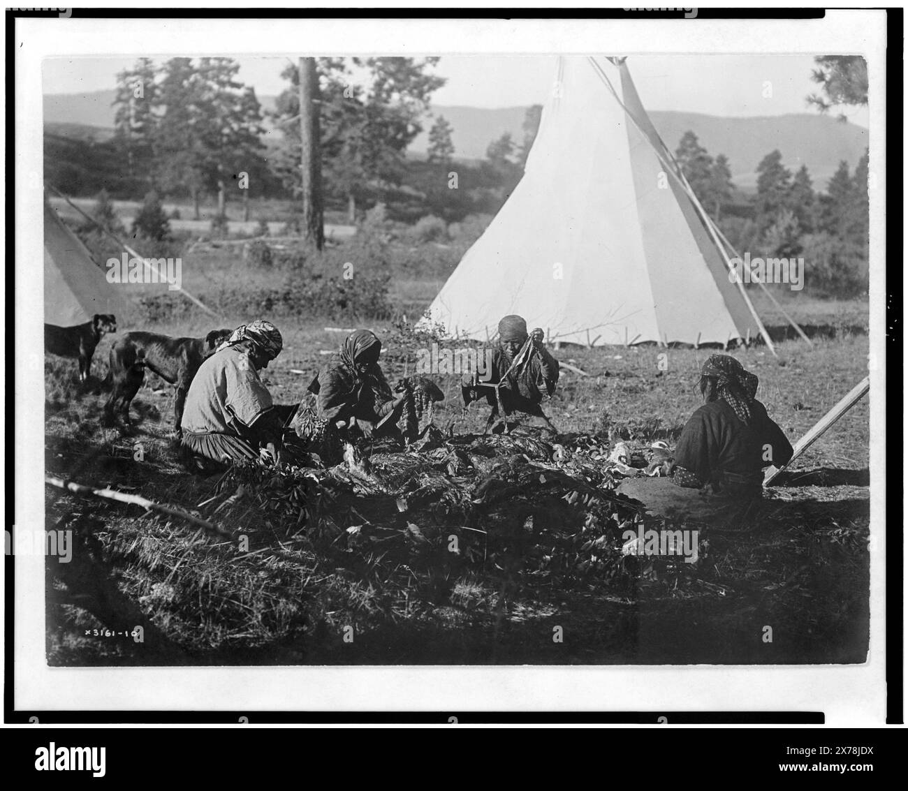 Jerking Meat Flathead, titre de l'article., Curtis no. 3161-10., fait partie de : Edward S. Curtis collection ., publié dans : The North American Indian / Edward S. Curtis. [Seattle, Washington] : Edward S. Curtis, 1907-30, v. 7, p. 58.. Indiens d'Amérique du Nord, vie domestique, 1910. , Indiens Salish, vie domestique, 1910. , Séchage des aliments, 1910. Banque D'Images
