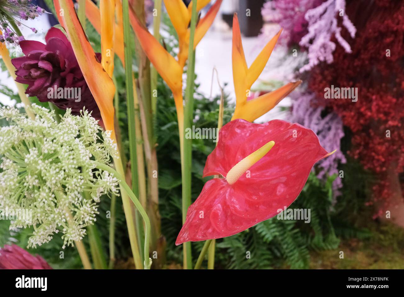 Anthurium hybride- Flamingo- Fleur de queue- Fleur de tissu d'huile- palette de peintre -Anthurium andraeanum Banque D'Images