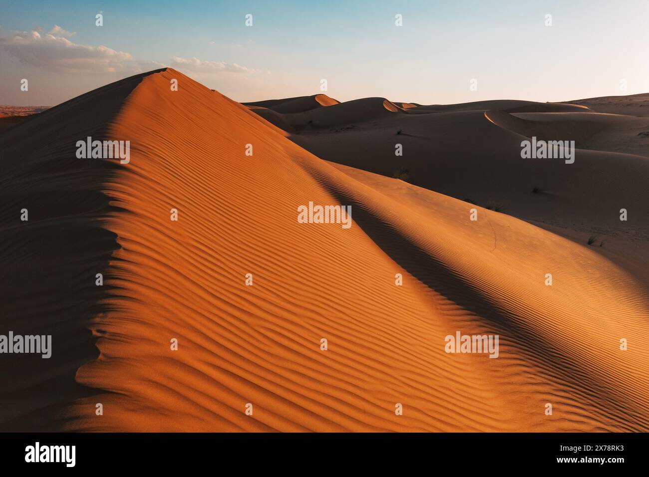 Le soleil à faible heure dorée crée un contraste saisissant et montre des ondulations balayées par le vent sur une crête dune de sable à Sharqiya Sands, Oman Banque D'Images