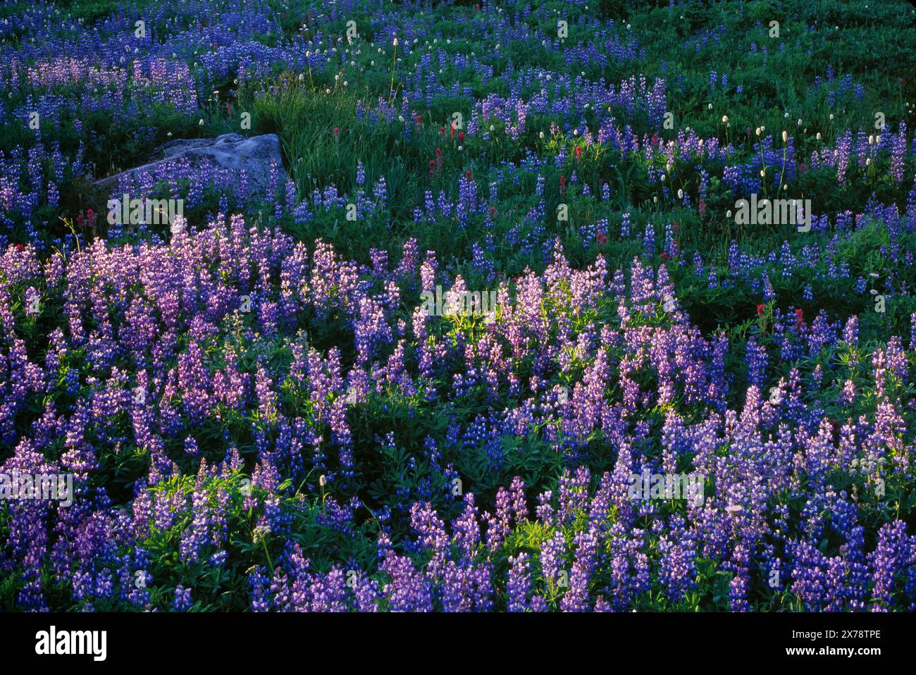Prairie de lupins le long du Nisqually Vista Trail dans la région de Paradise au parc national de Mount Rainier, Washington. Banque D'Images