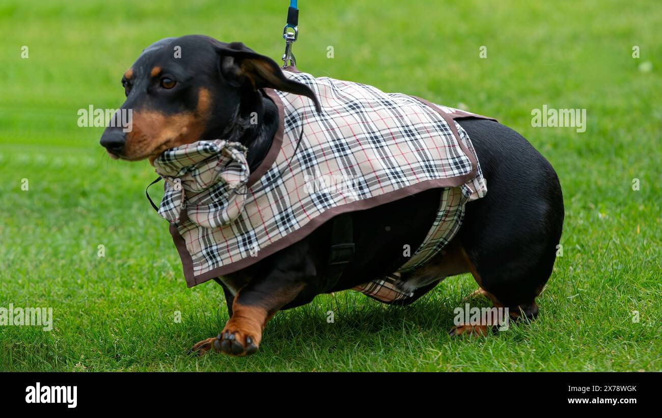 Milton Keynes, Royaume-Uni 18 mai 2024. Sherlock Bones le Teckel remporte la compétition pour le chien le mieux habillé à l'exposition canine locale. Crédit : Sue Thatcher/Alamy Live News Banque D'Images