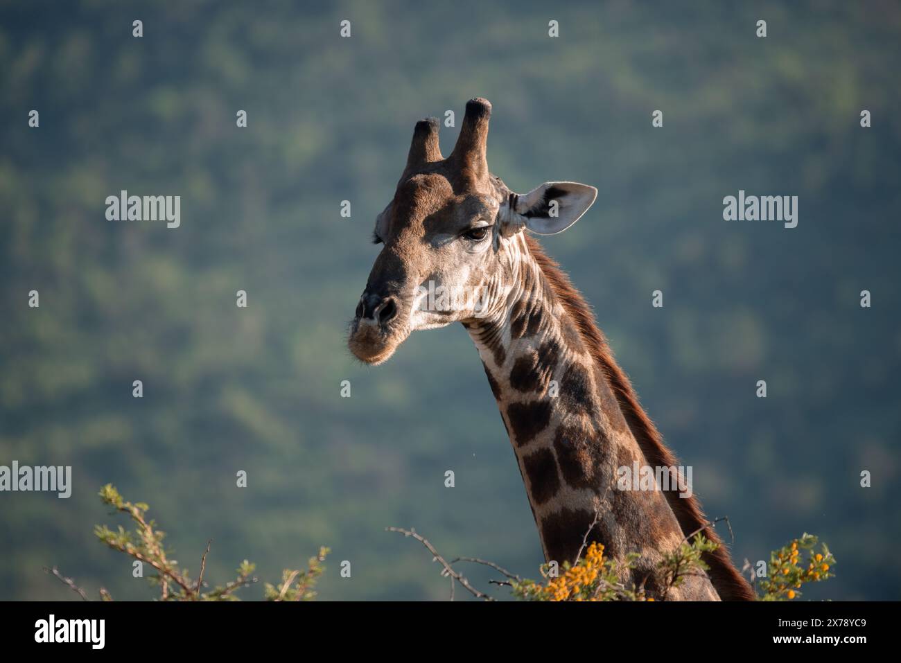 Gros plan sur une girafe sud-africaine, Giraffa giraffa, se nourrissant de feuilles dans le parc national de Pilanesberg en Afrique du Sud Banque D'Images