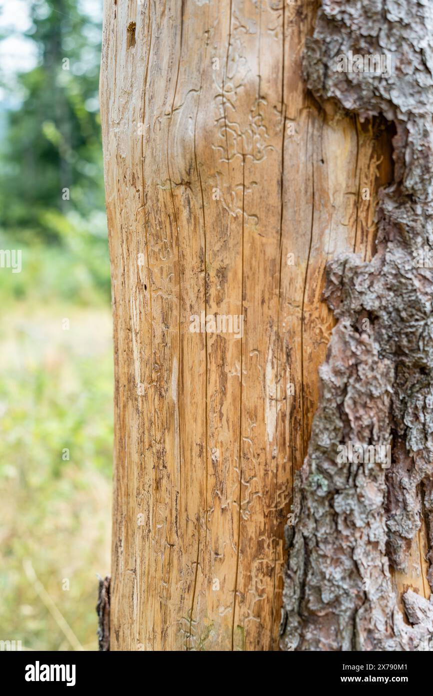 Écorce d'arbre qui se détache d'un tronc d'arbre Banque D'Images