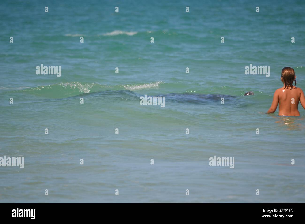 Un jeune garçon se tient au plus profond de la taille dans l'océan tandis qu'un lamantin fait surface, son nez émergeant des eaux turquoises de Ponce Inlet, Jetty Beach, en Floride. Banque D'Images