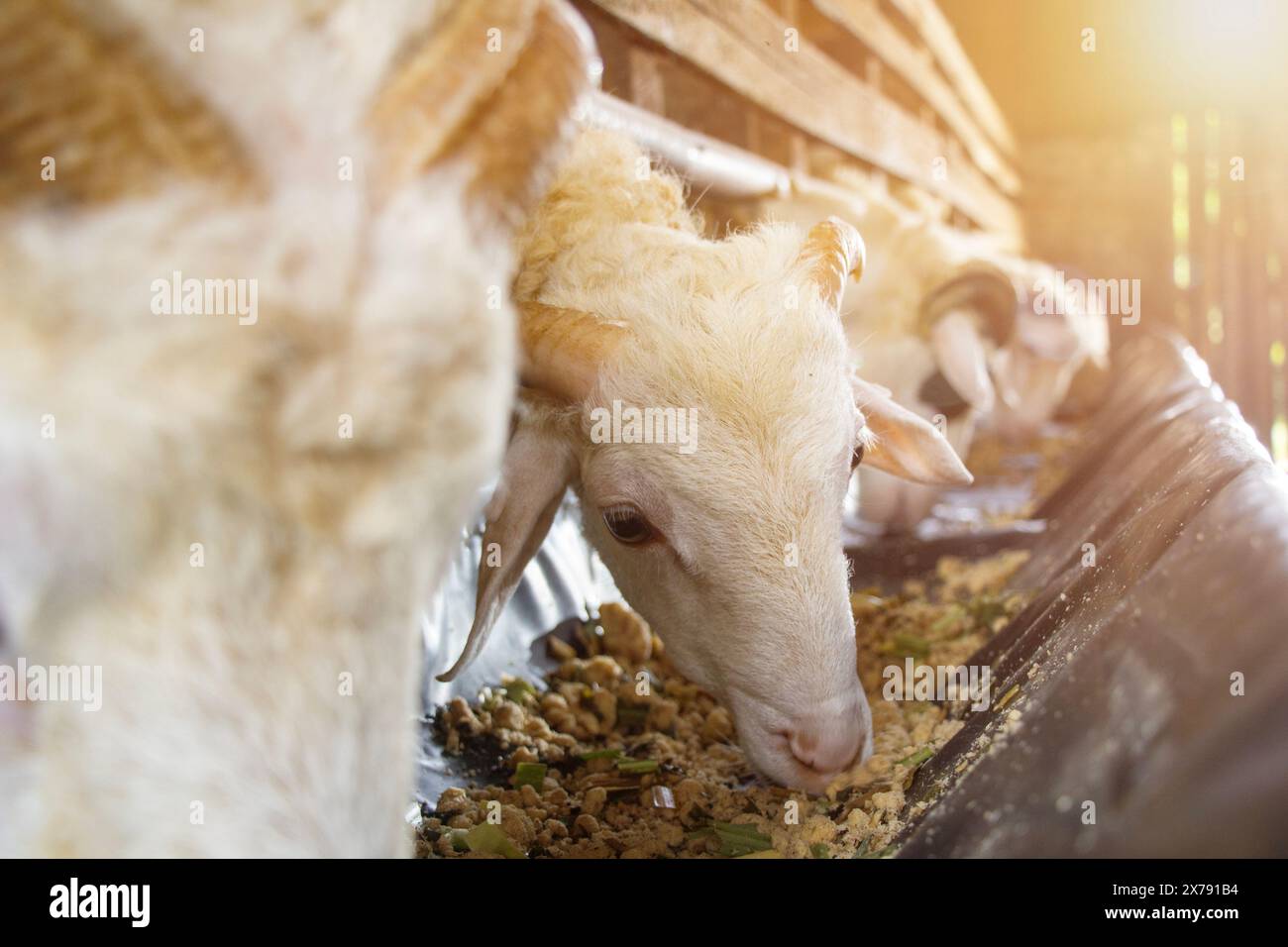 Les chèvres mangent dans un stylo avec fond de lumière parasite optique, éleveur de chèvres, adapté au sacrifice islamique Banque D'Images