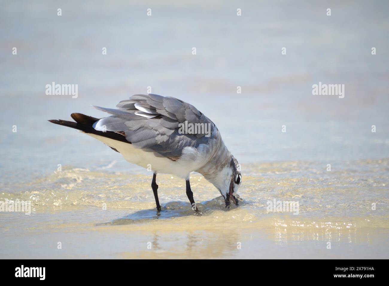 Une mouette riante, au fond de la cheville dans l'océan, s'arrête pour boire après s'être régalée d'un insecte d'eau géant à Ponce Inlet Beach, en Floride. Banque D'Images