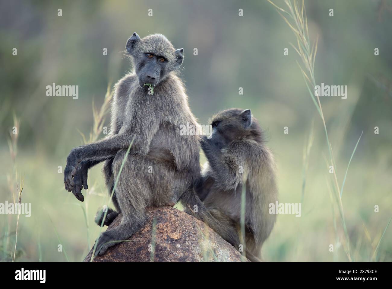 Une paire de babouins Chacma, Papio ursinus, assis sur un rocher et se toilettant dans le parc national de Pilanesberg, en Afrique du Sud Banque D'Images