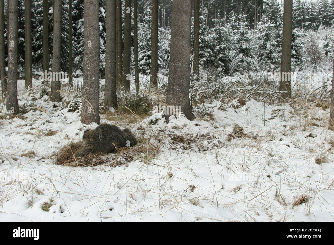 Sanglier (sus scrofa) sanglier dans la neige, couché dans son camp dans la forêt d'épinettes (Picea) Allgaeu, Bavière, Allemagne Banque D'Images