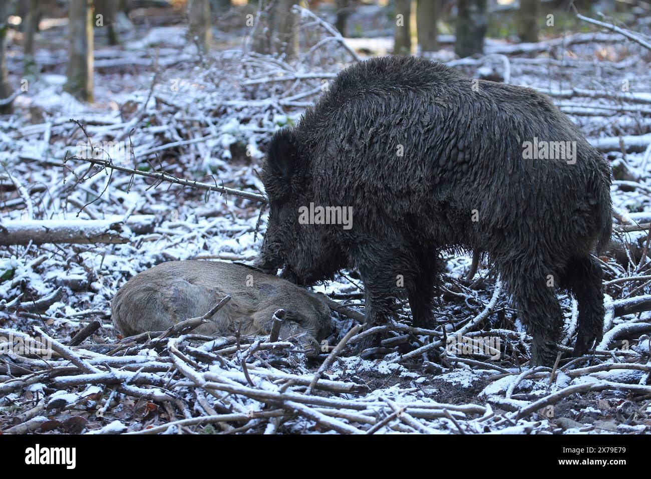Sanglier (sus scrofa) sanglier dans la neige, se nourrissant de chevreuils d'europe morts (Capreolus capreolus) Allgaeu, Bavière, Allemagne Banque D'Images