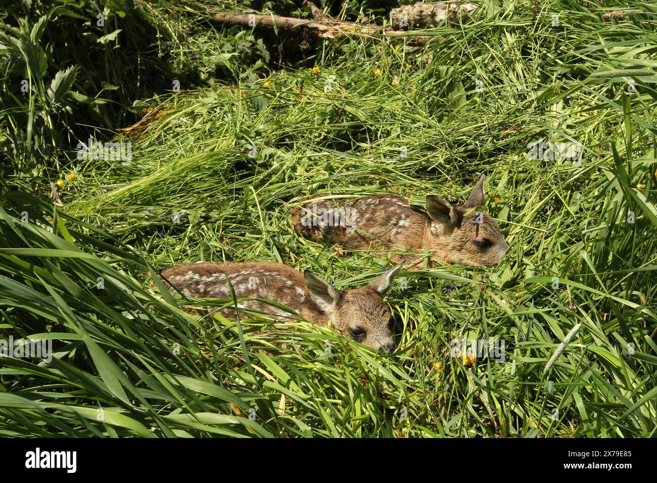 Chevreuil d'Europe (Capreolus capreolus) sauvetage de faons, faons sauvés de la prairie pour être fauchés, Allgaeu, Bavière, Allemagne Banque D'Images