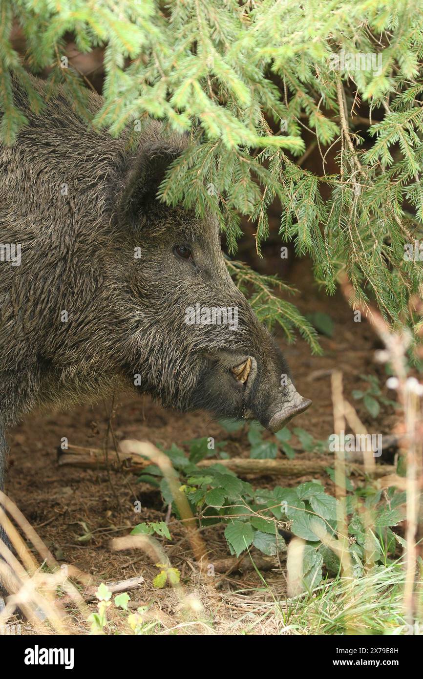 Sanglier (sus scrofa) sanglier fixé dans un fourré, Allgaeu, Bavière, Allemagne Banque D'Images