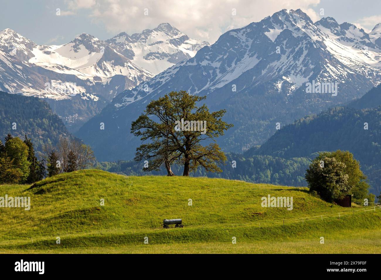 Groupe d'arbres au printemps, montagnes enneigées des Alpes Allgaeu en arrière-plan, près de Schoellang, Oberallgaeu, Allgaeu, Bavière, Allemagne Banque D'Images