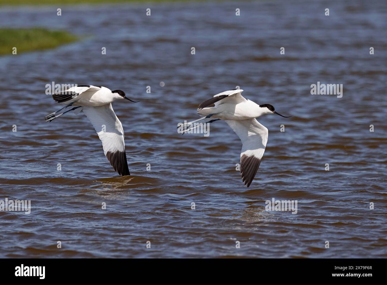 Deux avocet à tête noire (Recurvirostra avosetta) en vol au-dessus de l'eau, côte de la mer du Nord, Dithmarschen, Schleswig-Holstein, Allemagne Banque D'Images