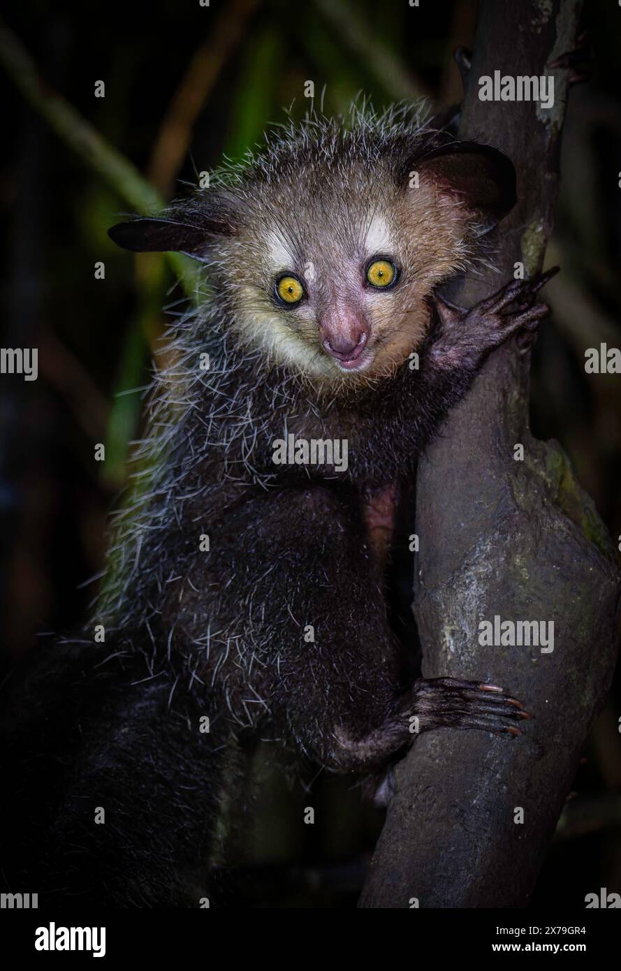 Un lémurien aye-aye avec de grands yeux s'accroche à un arbre au crépuscule, Madagascar Banque D'Images