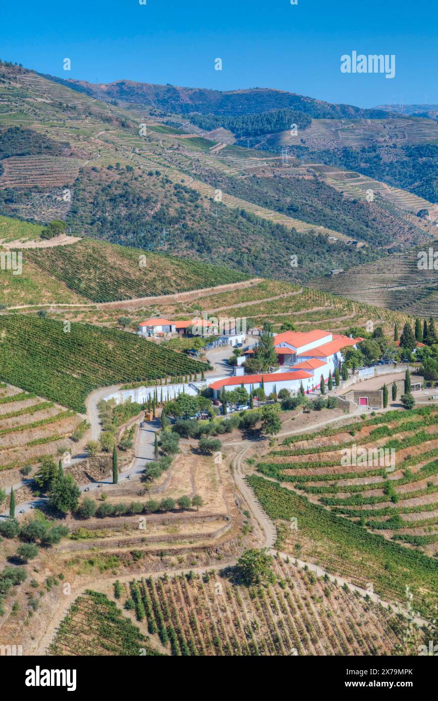 Vignes, Vin Alto Douro Valley, UNESCO World Living Heritage Région, Portugal Banque D'Images