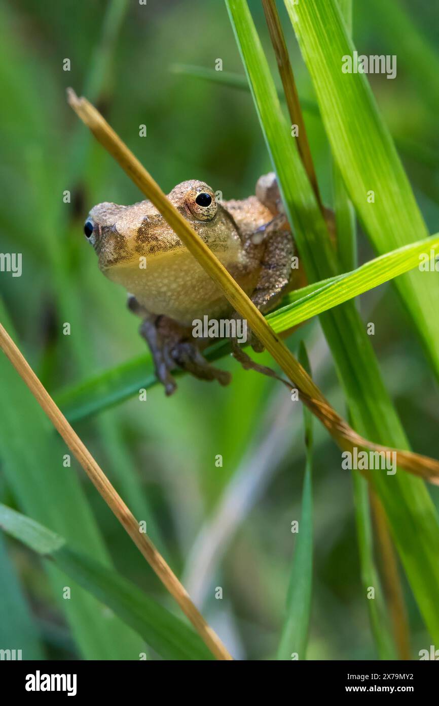 Un petit pupitre printanier, une minuscule grenouille pas plus grande qu'un pouce, s'accroche à un brin d'herbe avec une précision délicate. Banque D'Images