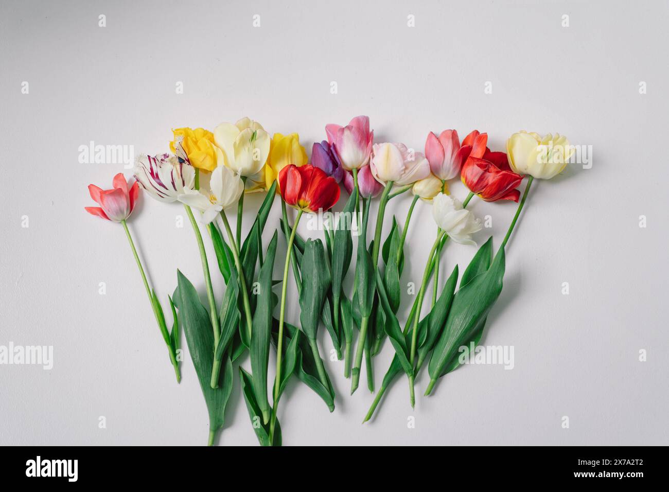 Assortiment coloré de tulipes Banque D'Images
