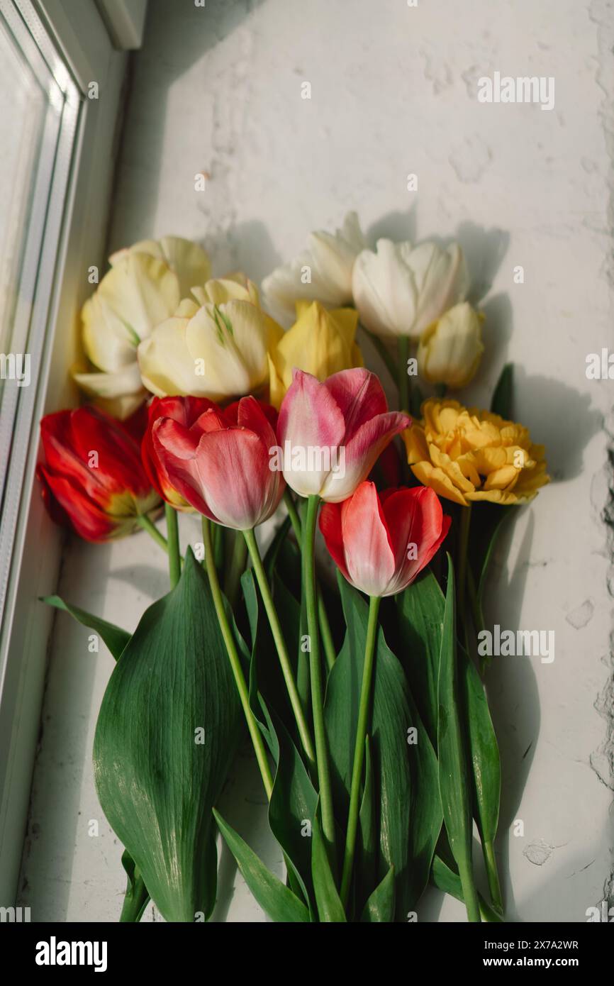 Assortiment coloré de tulipes Banque D'Images