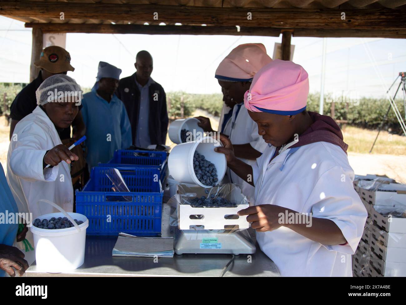 Harare, Zimbabwe. 13 mai 2024. Des travailleurs emballent des bleuets dans une ferme de Marondera, au Zimbabwe, le 13 mai 2024. POUR ALLER AVEC 'Feature : les producteurs de bleuets zimbabwéens cherchent à accéder au marché chinois' crédit : Shaun Jusa/Xinhua/Alamy Live News Banque D'Images