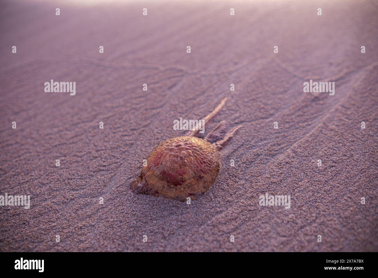 Une méduse lavée à terre repose dans le sable, illuminée par les rayons de l'aube. Méduses rouges dans le sable humide sur la ligne de surf. Magnifique tir sur un t marin Banque D'Images