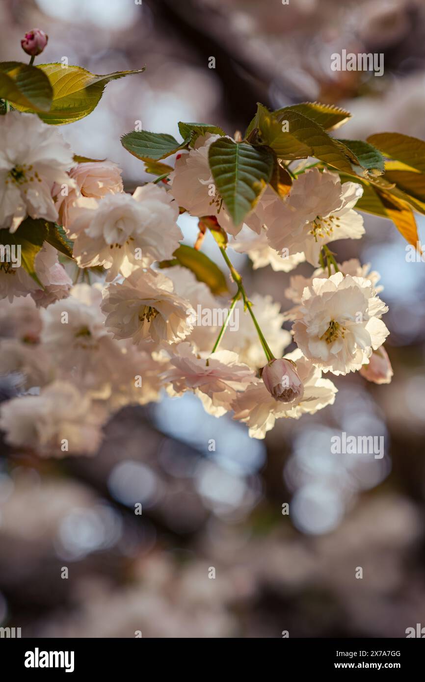 Sakura fleurit au soleil en gros plan. Grandes fleurs blanches et roses sur une branche. Abondantes fleurs de cerisier. Banque D'Images