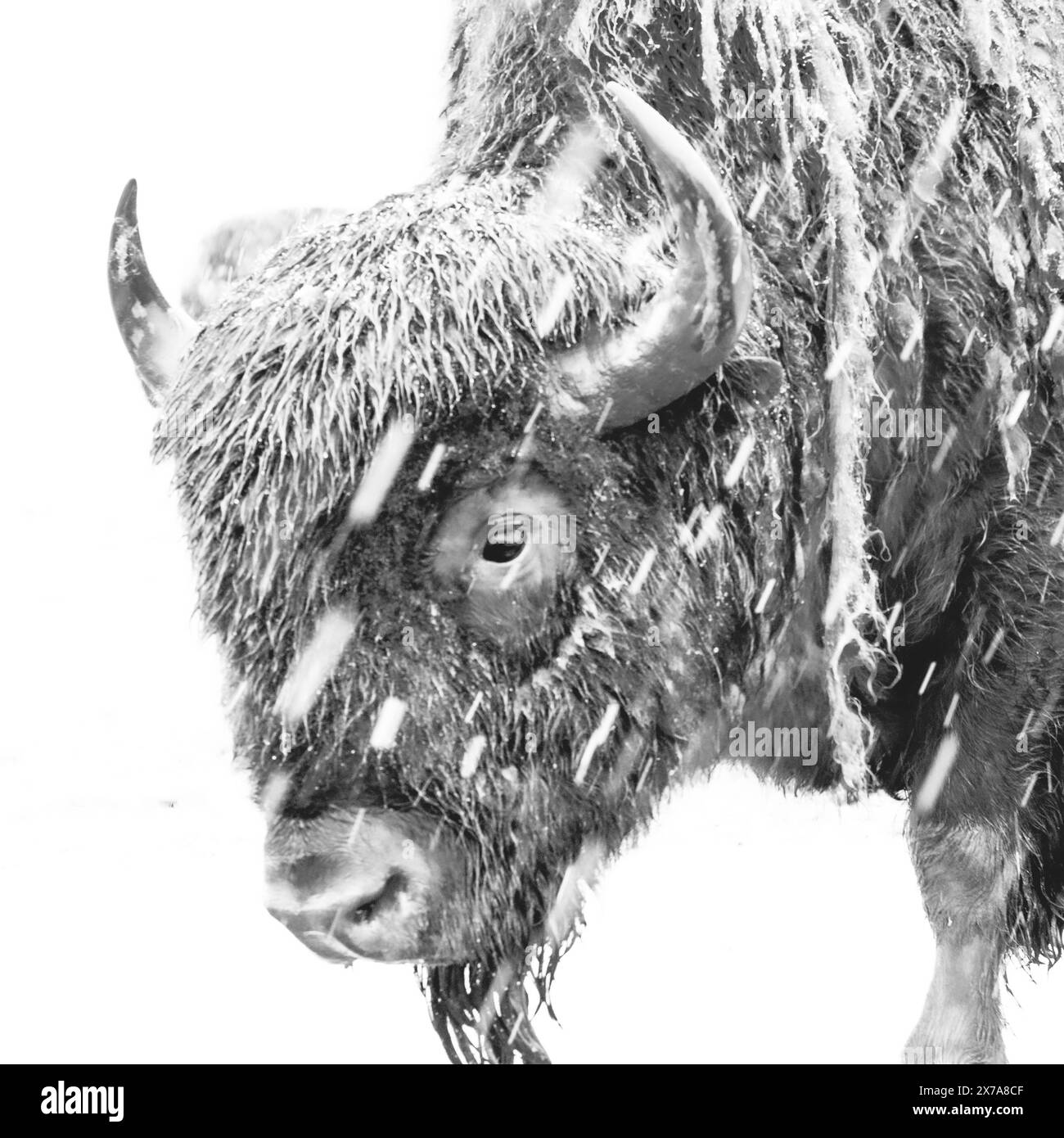 Alimentation des bisons - bisons d'Amérique dans la neige faune du Colorado dans la région des montagnes Rocheuses Banque D'Images