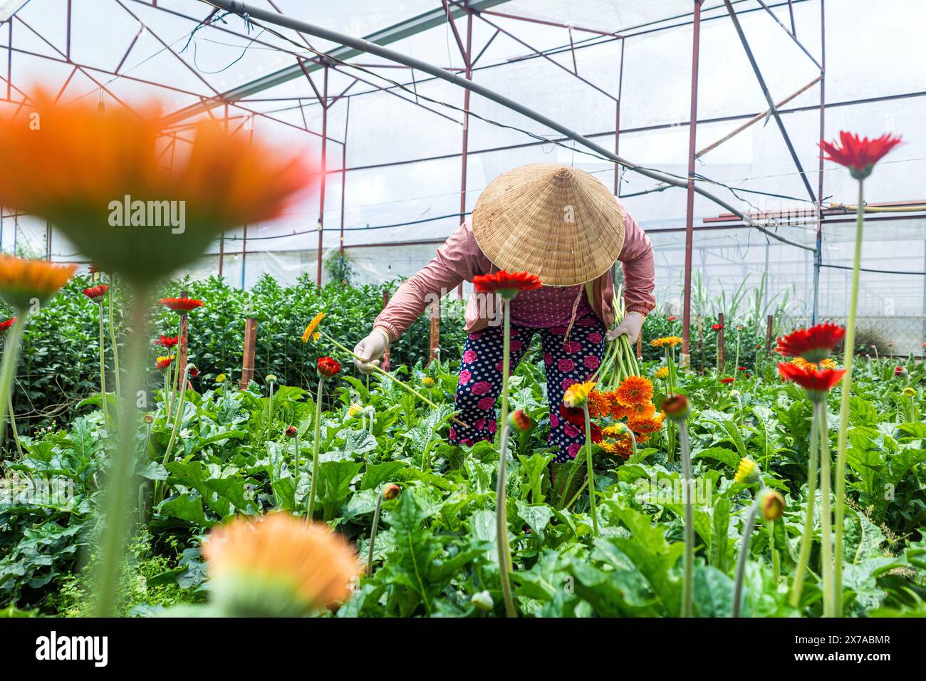 Femme au travail collectant des fleurs dans la ferme de plantattion à Dalat, Centre du Vietnam, Banque D'Images