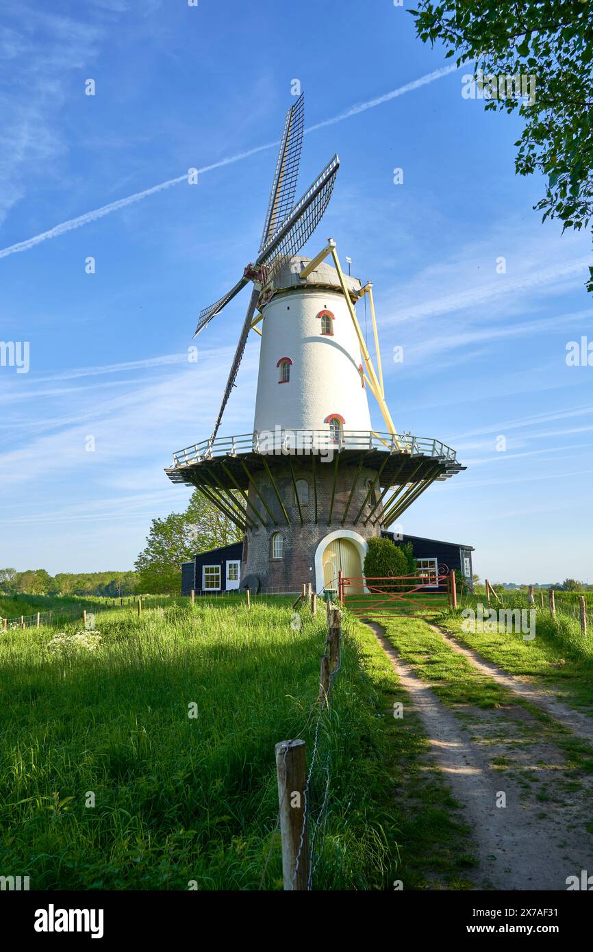 Hollande, Zélande - 12 mai 2024 : moulin à vent ( de KOE ) devant un ciel bleu matinal. Bâtiment technique de la culture néerlandaise dans la nature. Pays-Bas, Zélande, Banque D'Images