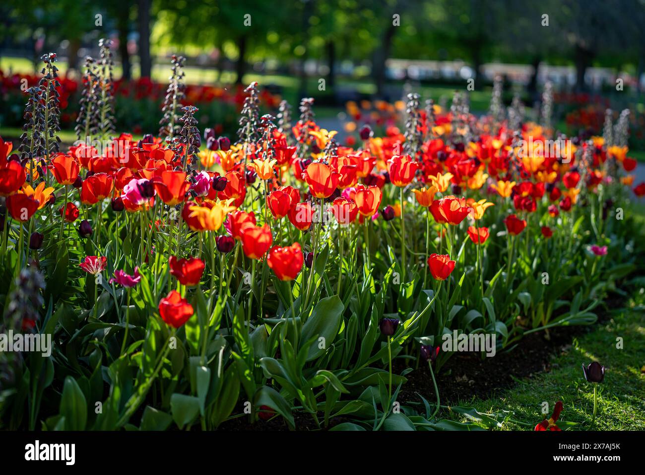 Tulipes et Fritillaria persica fleurissent dans Carl Johans Park à la mi-mai à Norrköping, Suède. Banque D'Images