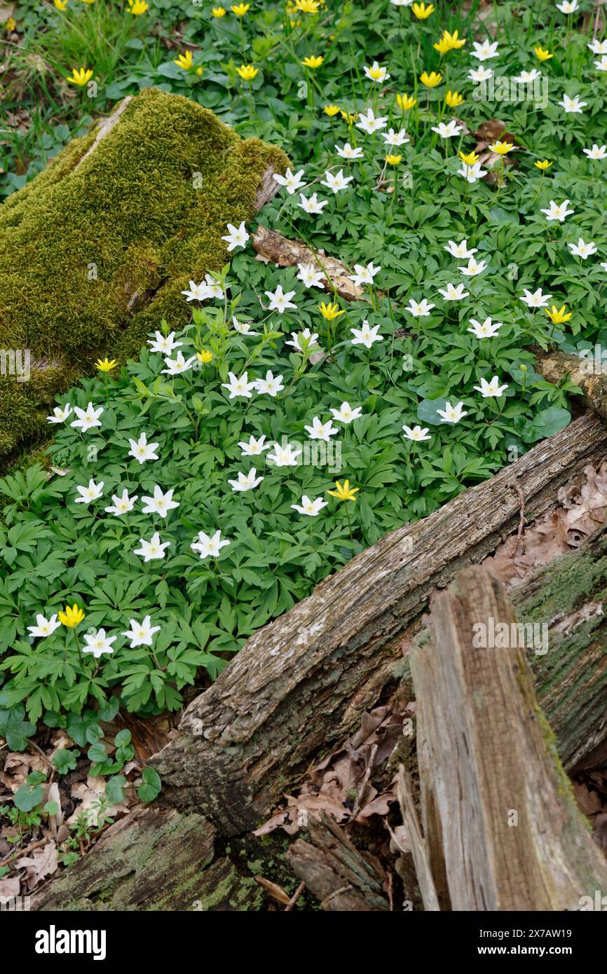Busch-Windröschen, Buschwindröschen, Anemone nemorosa, Anemonoides nemorosa, anémone des bois, fleur de vent, bois anémone, vent-fleur, bois-anémone, vent Banque D'Images