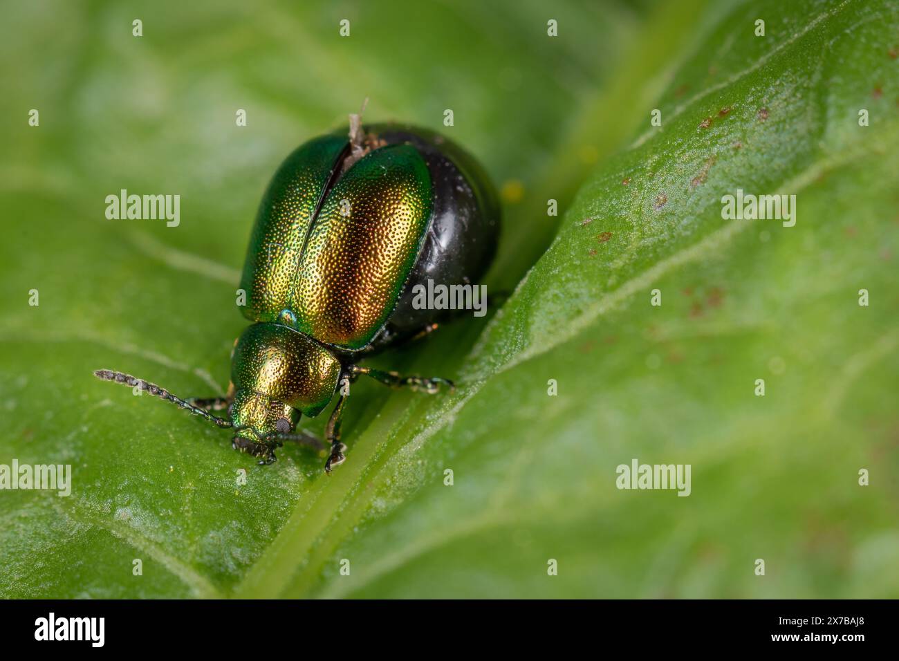 Coléoptère vert femelle des feuilles de docks (Gastrophysa cyanea) sur une feuille de docks Banque D'Images