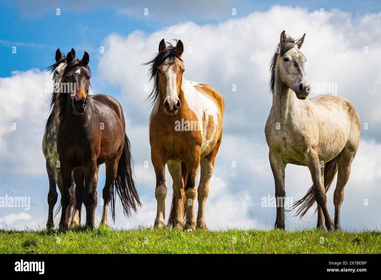 Quatre chevaux de l'école d'équitation de Worcester et centre PON près du village de Clifton dans le Worcestershire rural Banque D'Images