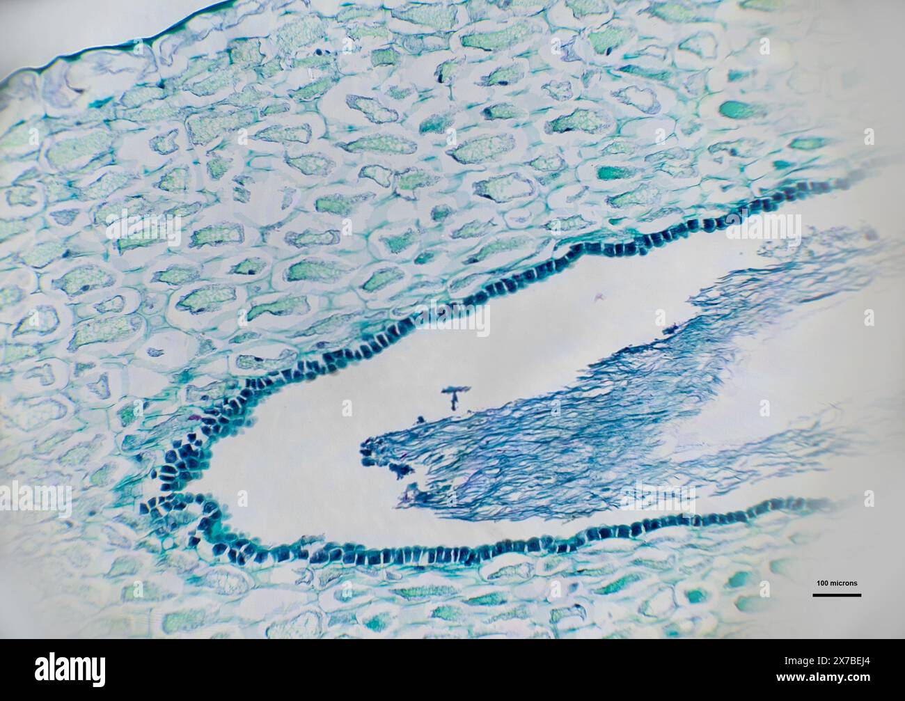 Stigmate de section longitudinale de pollen germinant sous microscope optique à 10 fois grossissement Banque D'Images