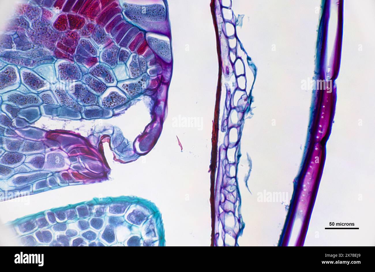 Semence de Triticum au microscope à un grossissement de 40 fois Banque D'Images