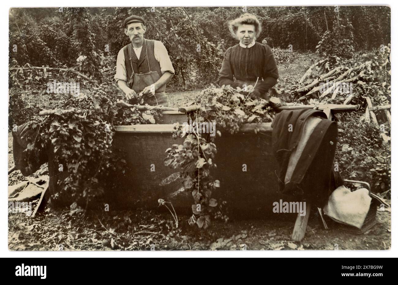 Carte postale originale de l'ère édouardienne des cueilleurs de houblon, couple, remplissant les bacs - mettre des «bacs» de houblon (également connu sous le nom de vignes de houblon ou guirlandes) dans les bacs de houblon, circa 1908, Angleterre, Royaume-Uni Banque D'Images